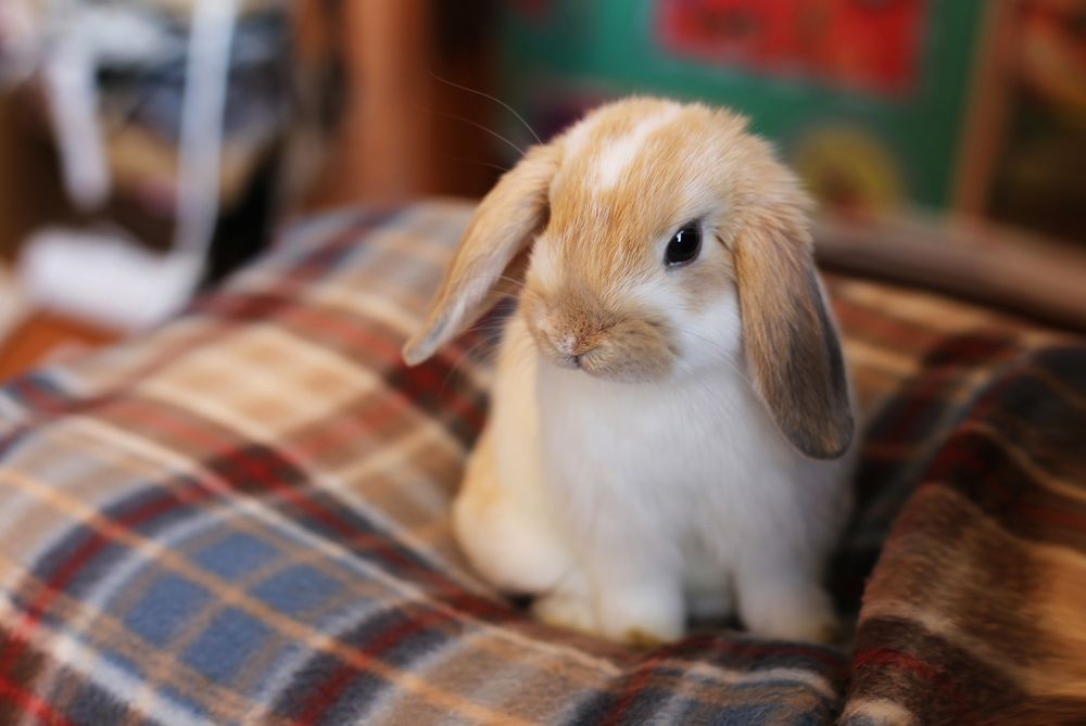Картинки милых кроликов - 71 фото