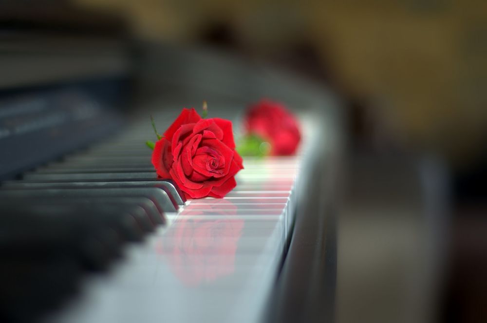 Обои для рабочего стола Красная роза на клавиатуре пианино