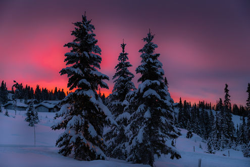 Обои на рабочий стол Ели в снегу на фоне неба на закате, by Jоrn Allan Pedersen