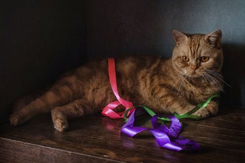 Обои на рабочий стол Рыжий кот лежит на столе с ленточками, фотограф Анна Петина