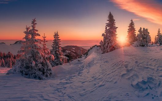 Обои на рабочий стол Зимний закат над елями. Фотограф Friedrich Beren