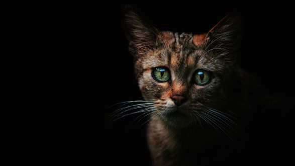 Обои на рабочий стол Трехцветная кошечка с зелеными глазами