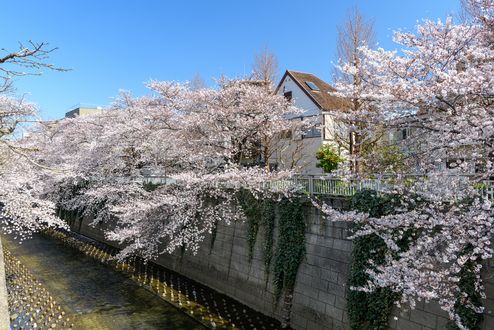 Обои на рабочий стол Дом на фоне неба в окружении цветущей сакуры, Япония / Japan