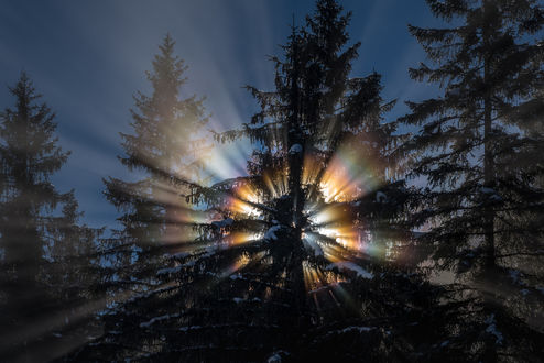 Обои на рабочий стол Лучи солнце пробиваются сквозь ветви деревьев, by andy dauer