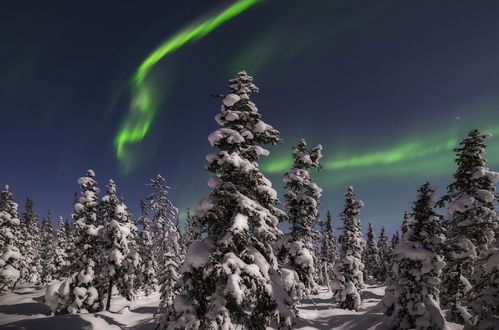 Обои на рабочий стол Северное сияние над зимнем лесом, фотограф Васильев Алексей