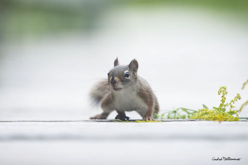 Обои на рабочий стол Белка стоит на четырех лапках, by Andre Villeneuve