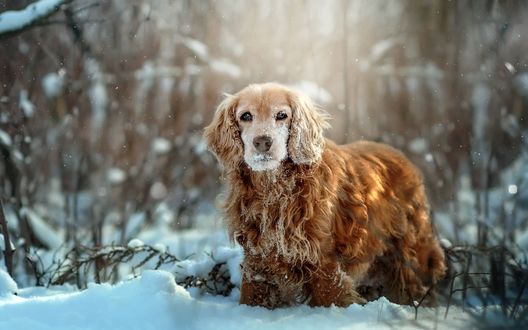 Обои на рабочий стол Спаниель на снегу. Фотограф Кикоть Екатерина