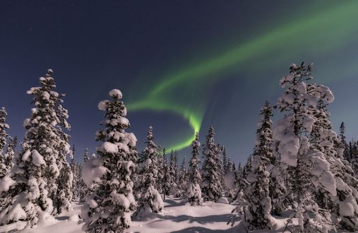 Обои на рабочий стол Зимний лес под северным сиянием, фотограф Васильев Алексей