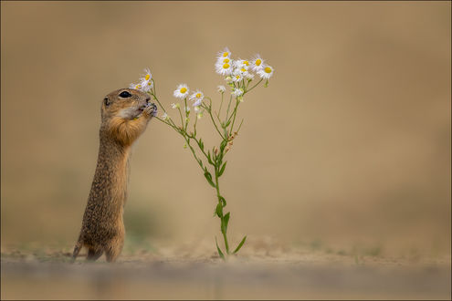 Обои на рабочий стол Суслик стоит у полевых ромашек, by Georg Scharf
