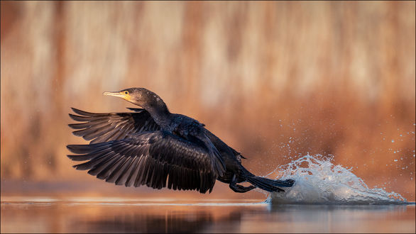 Обои на рабочий стол Птица над водой, by Georg Scharf