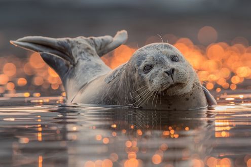 Обои на рабочий стол Морской котик в воде
