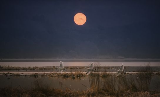 Обои на рабочий стол Лебединый полет над озером на фоне полной луны, фотограф suk eun kim