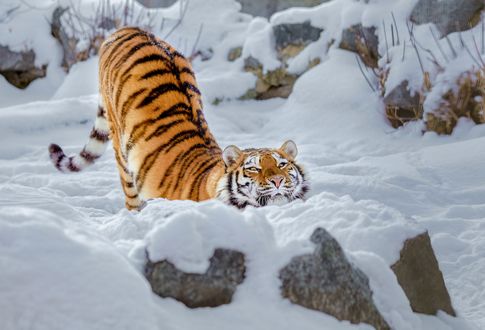Обои на рабочий стол Амурская тигрица нежится на снегу, фотограф Олег Богданов