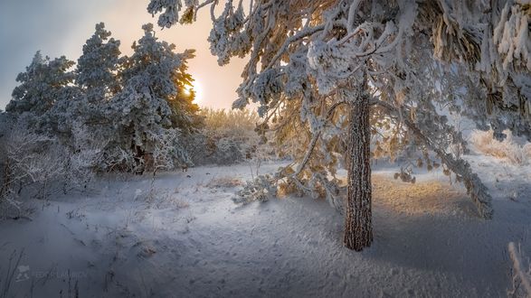 Обои на рабочий стол Лес на вершине горы Брык, фотограф Лашков Федор