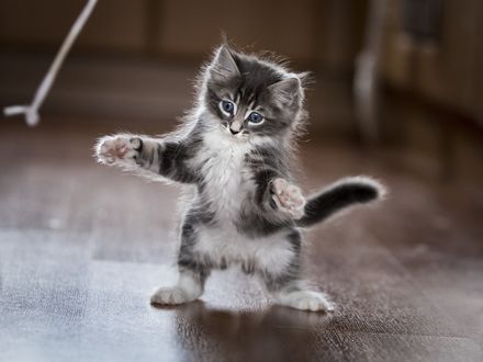 Обои на рабочий стол Котенок стоит на задних лапах, by Leanne Boulton