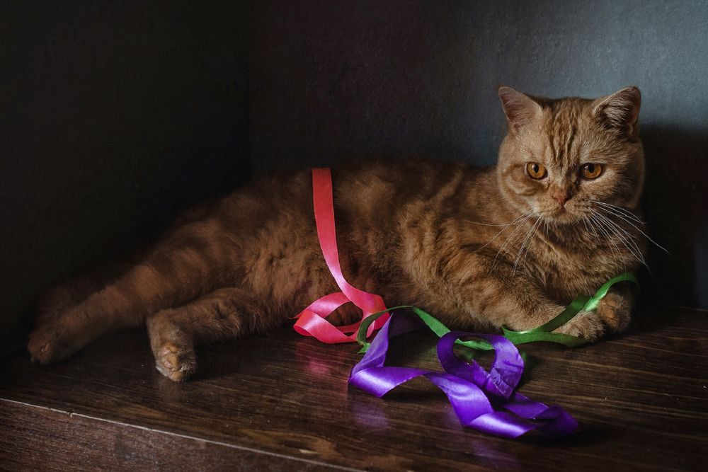 Обои для рабочего стола Рыжий кот лежит на столе с ленточками, фотограф Анна Петина