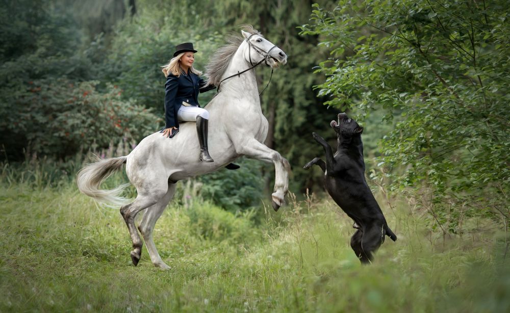 Обои для рабочего стола Девушка верхом на коне с собакой, фотограф Светлана Писарева