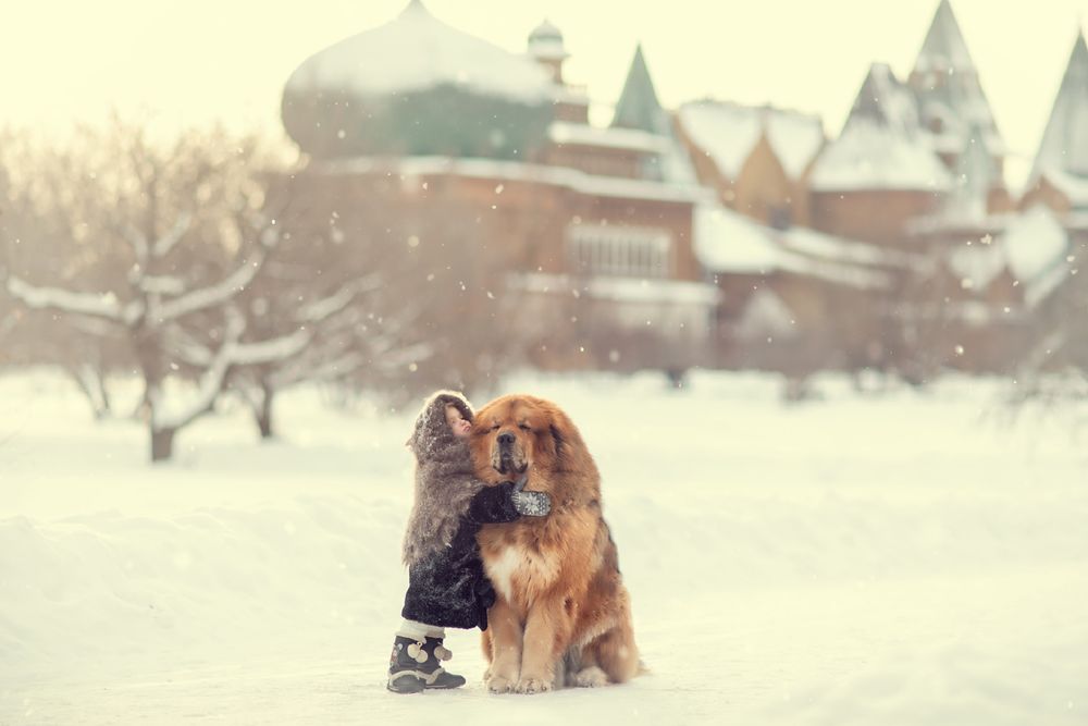 Обои для рабочего стола Девочка обнимает собаку, сидящую на снегу / Большой друг, фотограф Юлия Таратынова