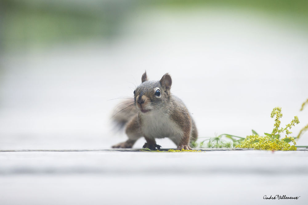 Обои для рабочего стола Белка стоит на четырех лапках, by Andre Villeneuve