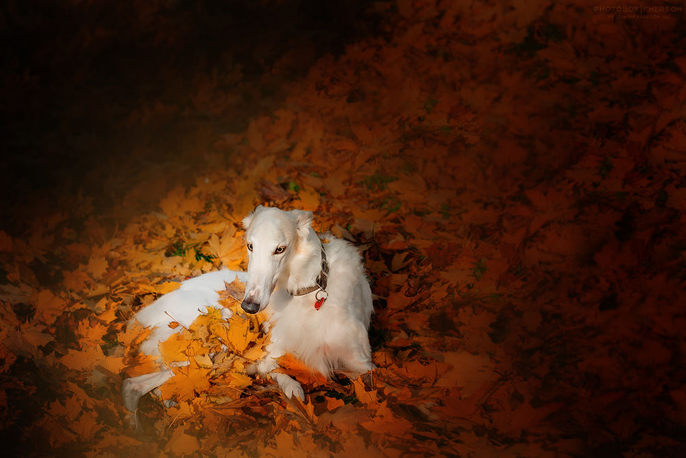 Обои для рабочего стола Белая собака, породы борзая на желтых осенних листьях, фотограф Katerina Kikot