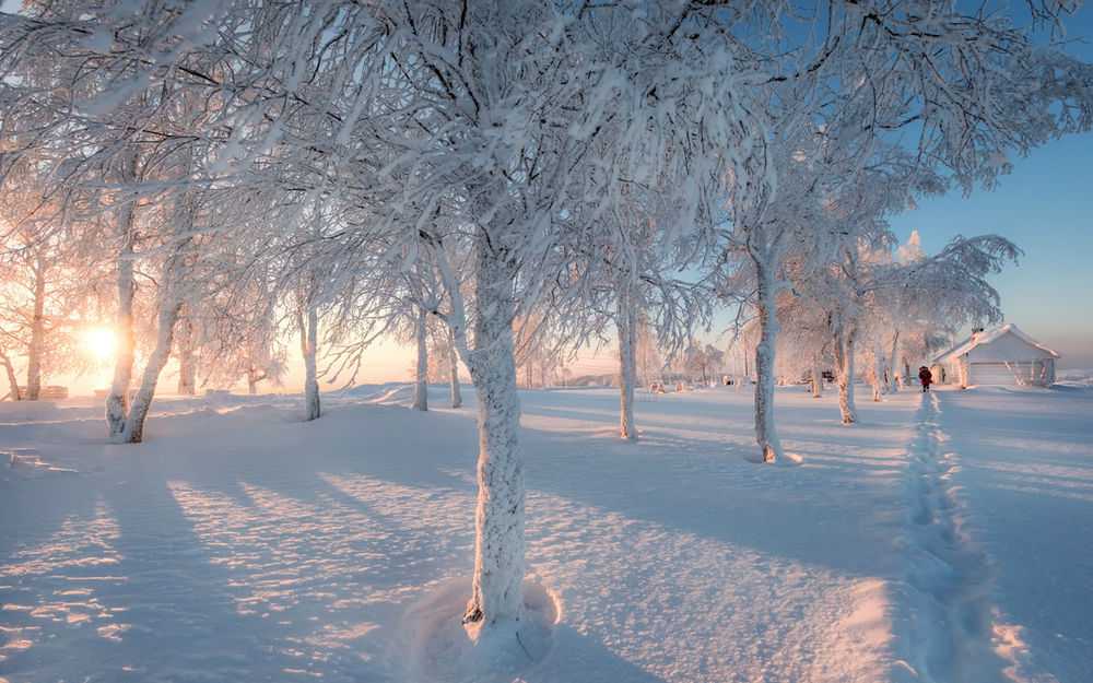 Обои для рабочего стола Деревья в зимнем парке, покрытые инеем, в розовом свете солнца, фотограф Andrey Chizh