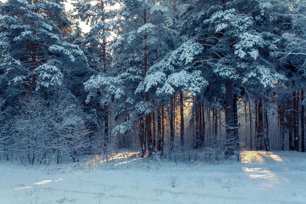 Обои для рабочего стола Солнечные лучи едва пробиваются сквозь зимний лес