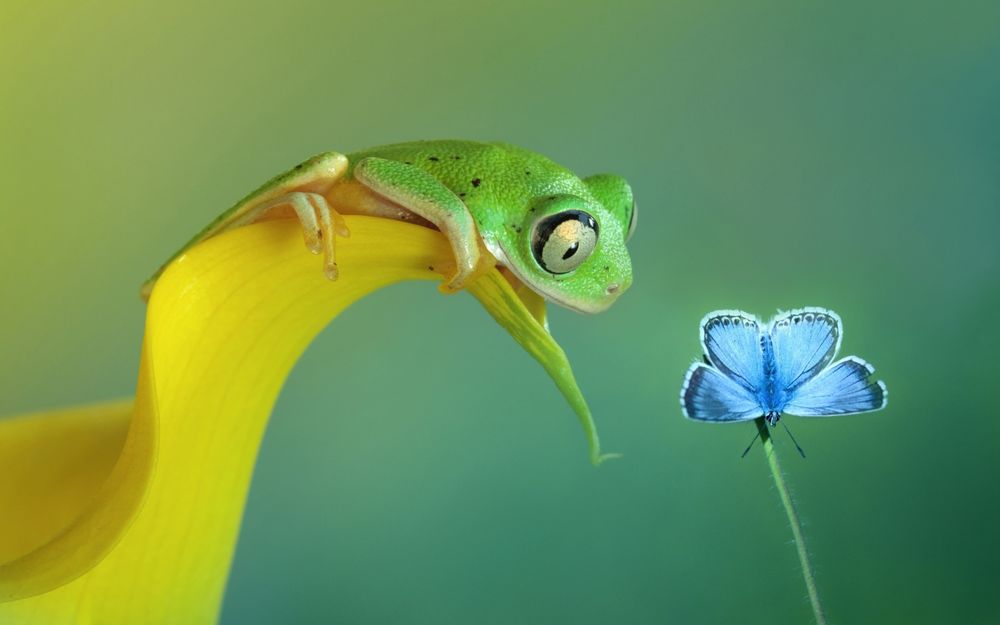Обои для рабочего стола Лягушка, сидя на листке тянется к голубой бабочке, которая сидит на стебельке