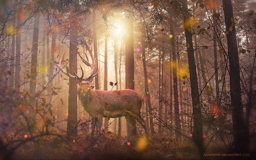 Обои на рабочий стол Олень в осеннем лесу, by annewipf