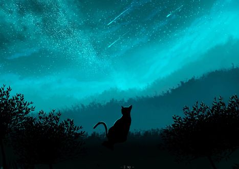 Обои на рабочий стол Черная кошка сидит в траве на фоне ночного неба, by JW