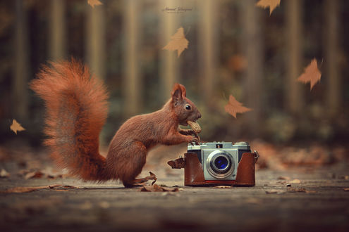 Обои на рабочий стол Белка у фотоаппарата под осенним листопадом, by Ahmed Hanjoul