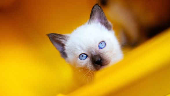 Обои на рабочий стол Взгляд голубоглазого сиамского котенка на желтом фоне