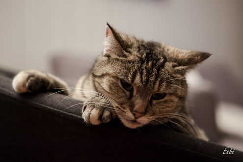 Обои на рабочий стол Кошка у спинки дивана, by Esbе Photographies Serge