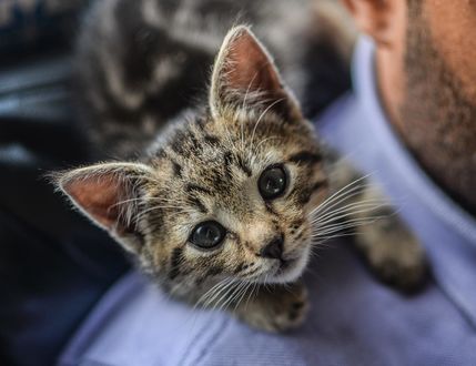 Обои на рабочий стол Котенок сидит на плече хозяина