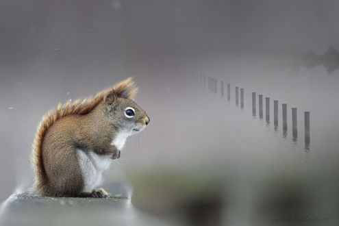 Обои на рабочий стол Белка в профиль, by Andre Villeneuve