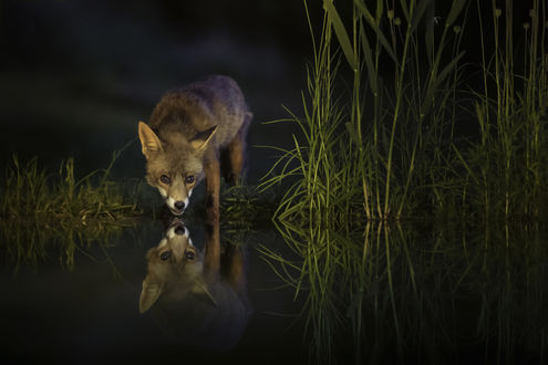 Обои на рабочий стол Лиса у водоема и ее отражение на воде, by Georg Scharf