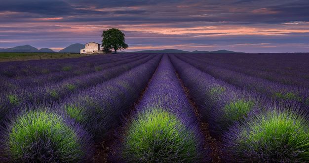 Обои на рабочий стол Plateau de Valensole / Плато де Валансоль, Франция, France, by Sergey Aleshchenko