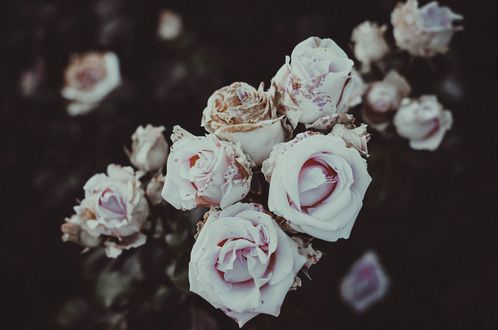 Обои на рабочий стол Кусты роз, by IrinaJoanne