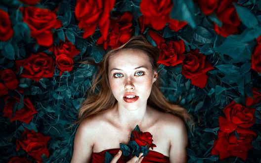 Обои на рабочий стол Модель Петти лежит с красной розой, фотограф Ronny Garcia