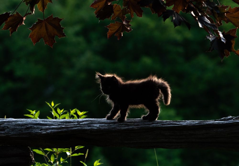 Обои для рабочего стола Черный котенок идет по деревянной перекладине на фоне зеленого сада, фотограф Anton Falco