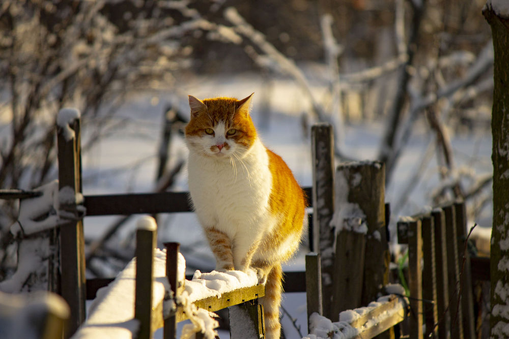 Обои для рабочего стола Кошка на заборе со снегом, by Геннадий Кurbatoff