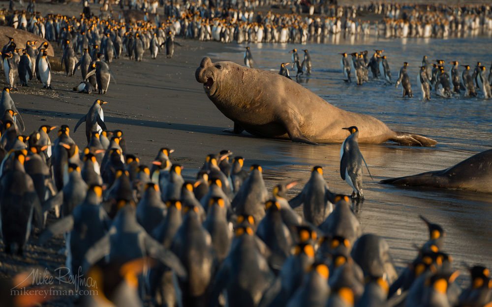 Обои для рабочего стола Морской слон на берегу среди пингвинов, фотограф Mike Reyfman