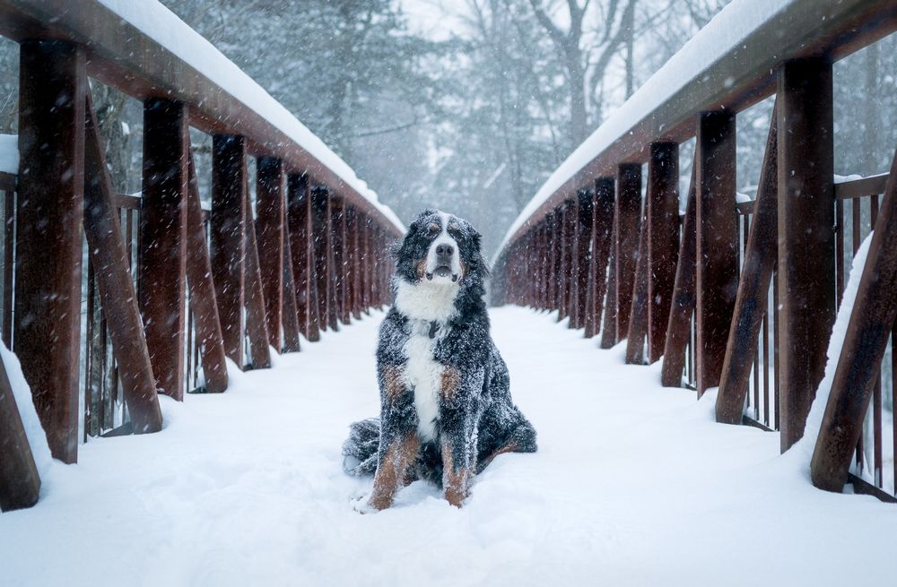 Обои для рабочего стола Пес сидит на снежном мосту под снегопадом, фотограф Rob MIkulec