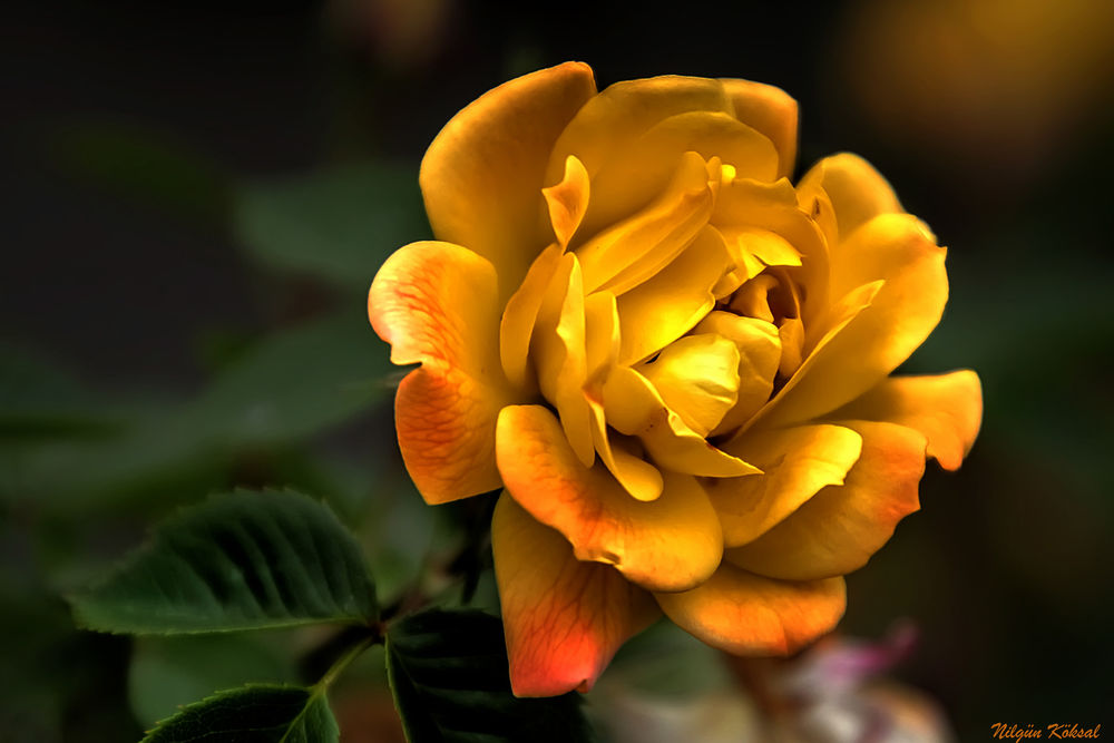 Обои для рабочего стола Желтая роза на размытом фоне, фотограф Nilgun Koksal