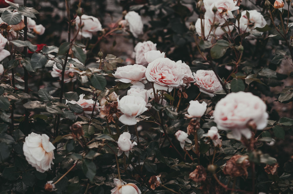 Обои для рабочего стола Кусты бледно розовых роз, by IrinaJoanne