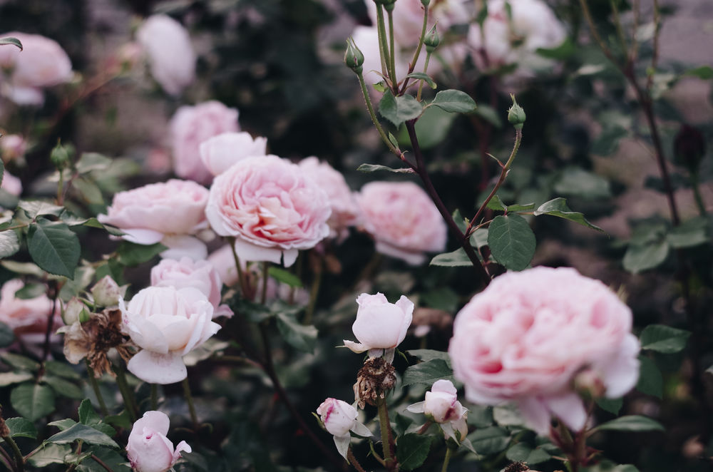 Обои для рабочего стола Кусты розовых роз, by IrinaJoanne