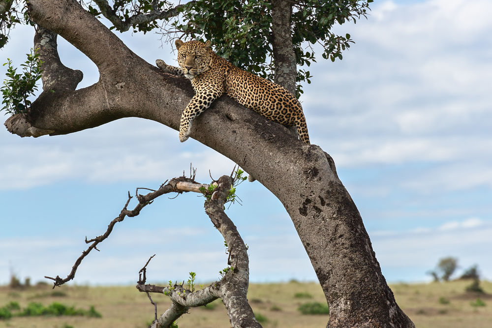 Обои для рабочего стола Леопард лежит на дереве и смотрит в камеру, фотограф Михаил Туркеев