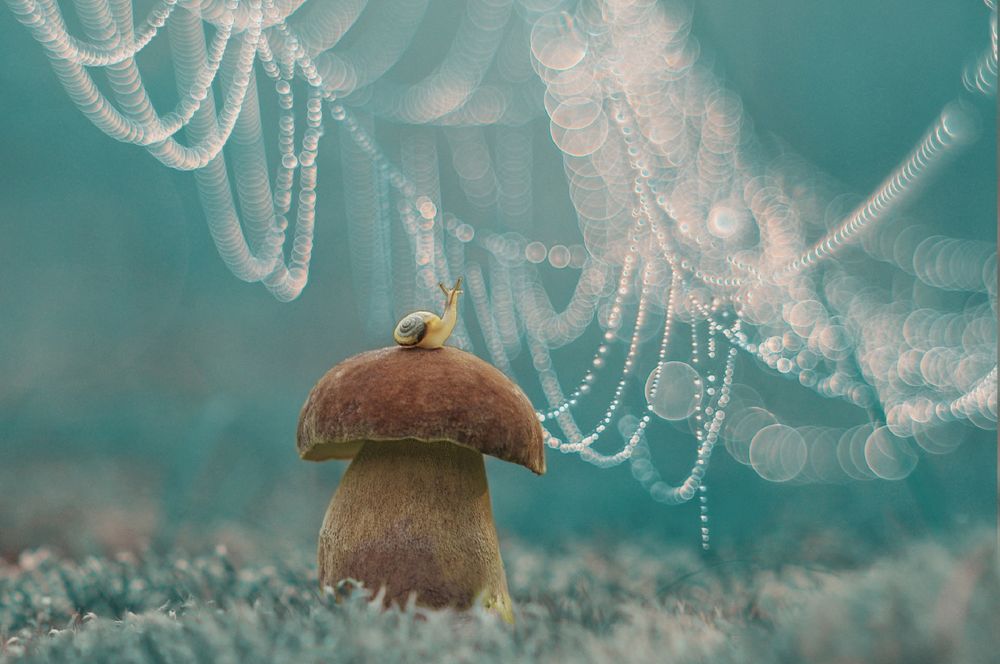 Обои для рабочего стола Улитка сидит на грибе под бликами жемчужной паутины, фотограф Александр Гвоздь