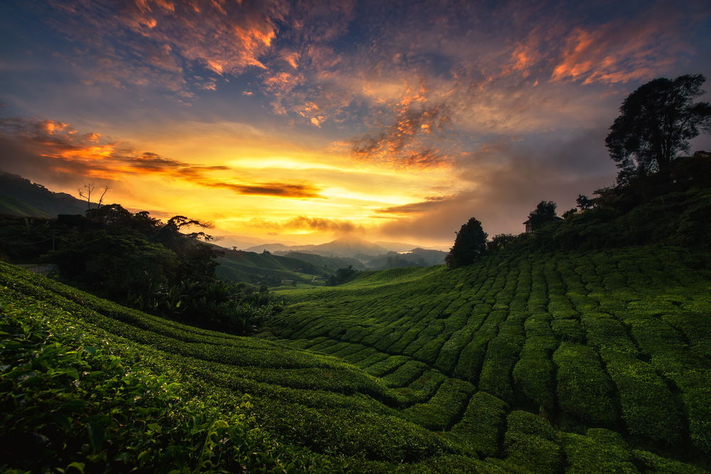 Обои для рабочего стола Чайные плантации в Малайзии на восходе солнца, фотограф Михаил Туркеев