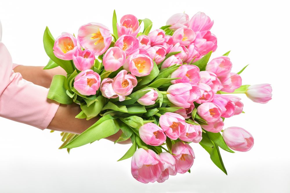 Обои для рабочего стола В руках букет розовых тюльпанов