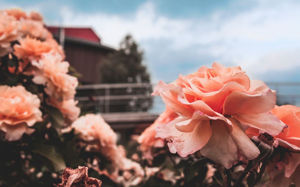 Обои для рабочего стола Бутон розовой розы на размытом фоне дома и неба